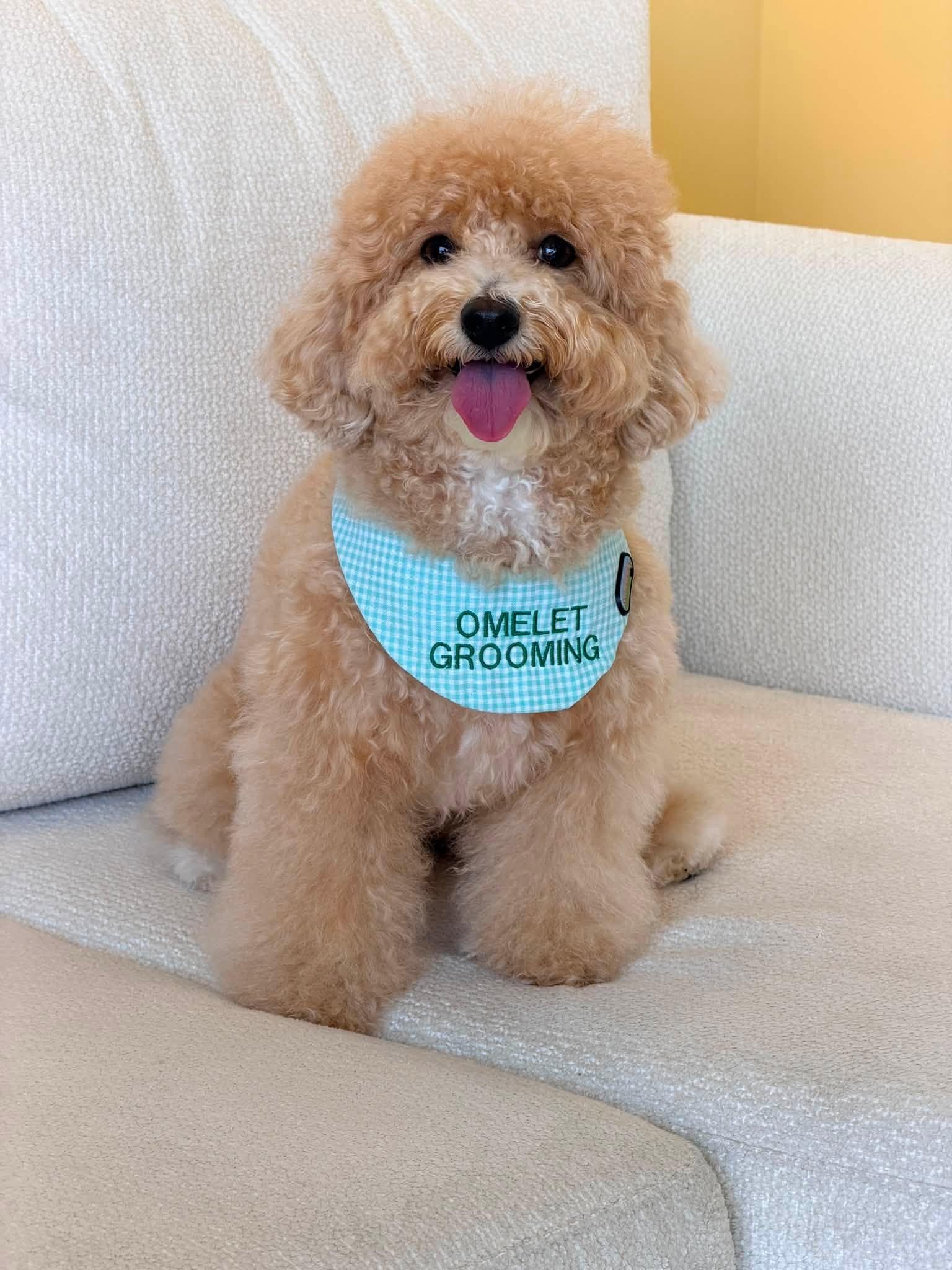 น้องหมาของร้าน