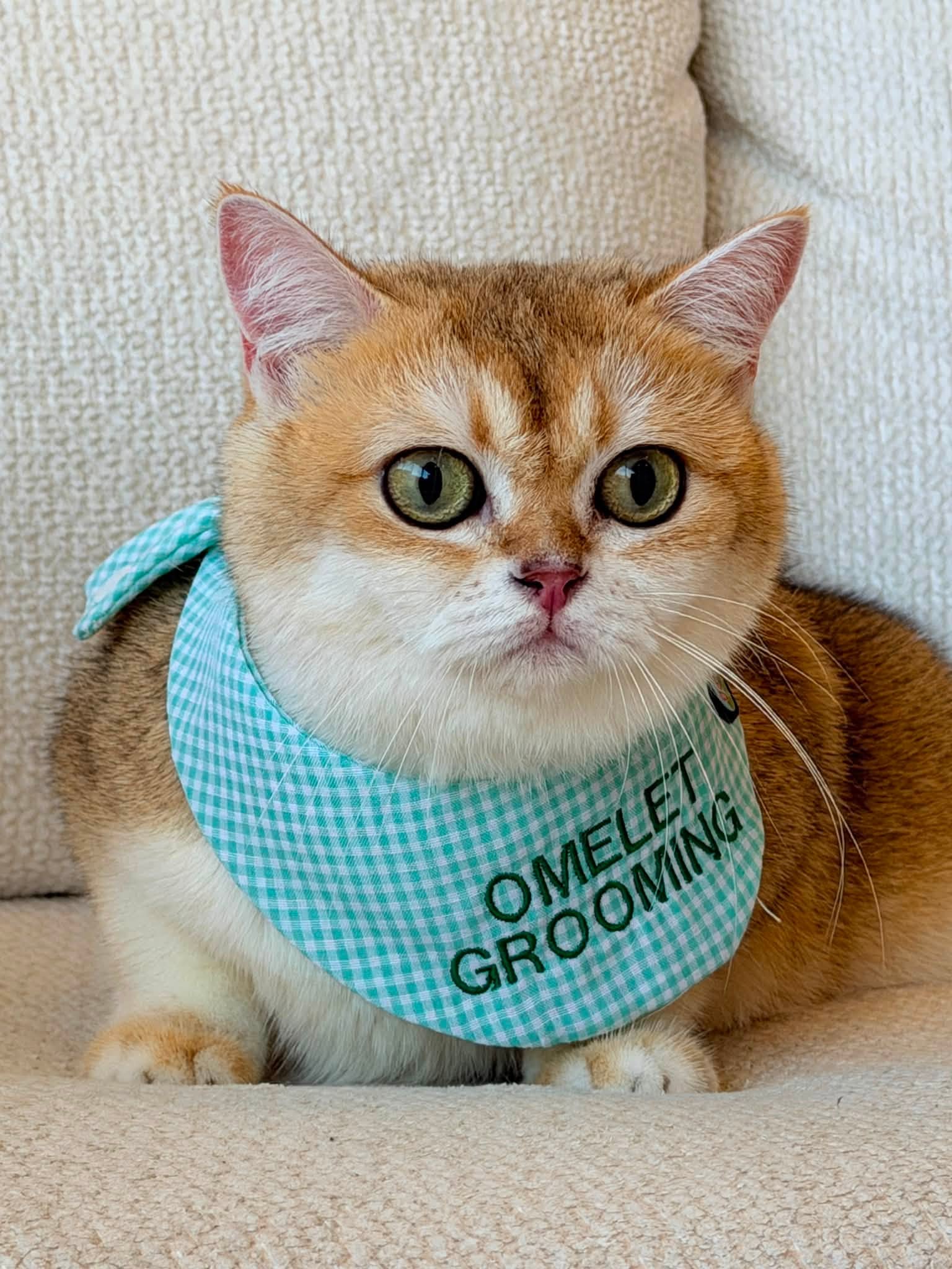 น้องแมวผ้าพันคอสีเขียว Omelet