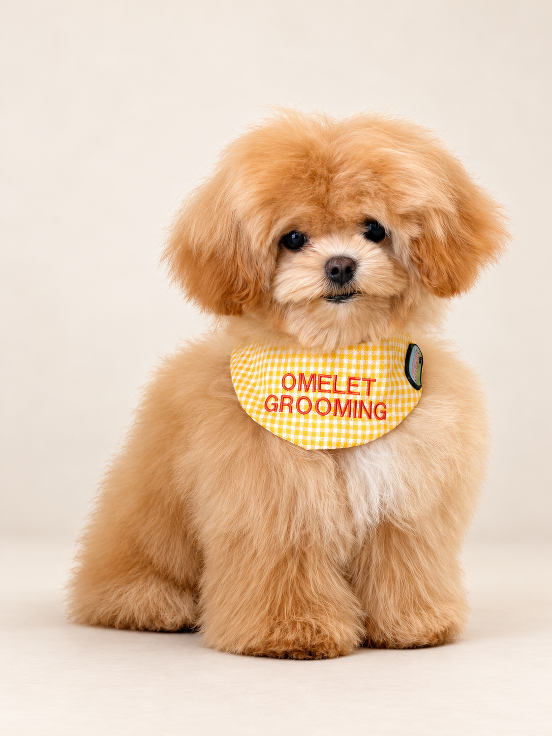 น้องหมาขนฟูสวมผ้าพันคอ Omelet สำหรับบริการอาบน้ำสุนัข